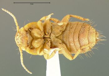Media type: image;   Entomology 29109 Aspect: habitus ventral view
